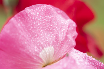 ピンクのポピー