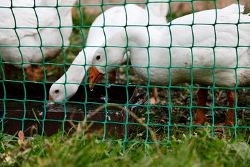 Geese sitting behind a green grid. Farm