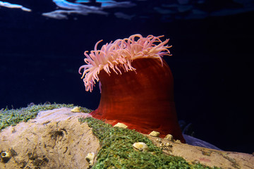 Spotted Red Anemone (Tealia lofotensis).