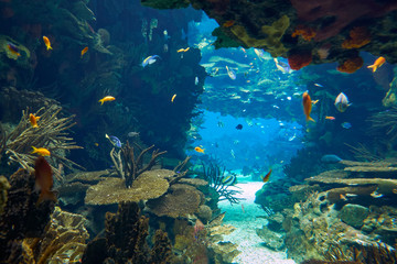 Fototapeta premium Podwodny świat w głównym zbiorniku Oceanarium Lizbońskiego. Portugalia