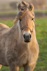 Obraz na płótnie Canvas Halflinger horse portrait