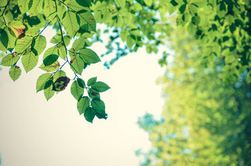  Green leaves background