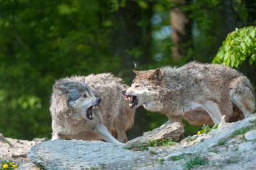 Two gray wolves snarling aggressive