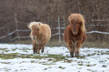 Two ponies galloping over snowy paddock