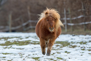 Pony running across snowy paddock