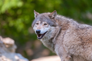 Fototapeta premium Gray wolf headshot