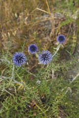 Echinops ritro