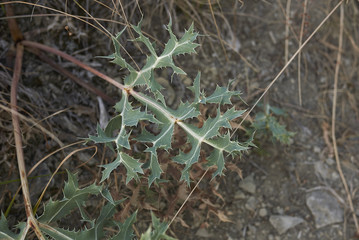 Eryngium campestre