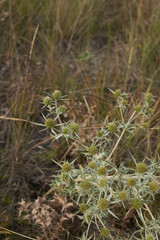 Eryngium campestre