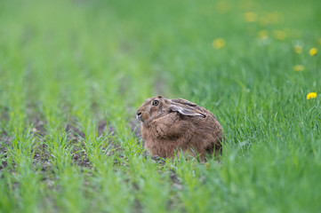 Naklejka na ściany i meble Brown hare crouching on field