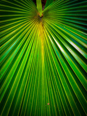 Fototapeta premium Beautiful bright green palm
