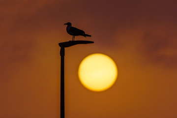 Seagull in silhouette