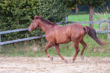 Horse galloping on fenced in training paddock