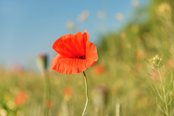 red poppy field with the sunshine closeup
