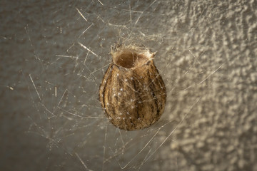 Cocoon or Egg Case of Wasp Spider Argiope Bruenichii. Daylight sunlight.