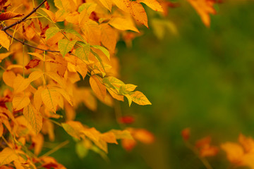 Naklejka na ściany i meble golden autumn