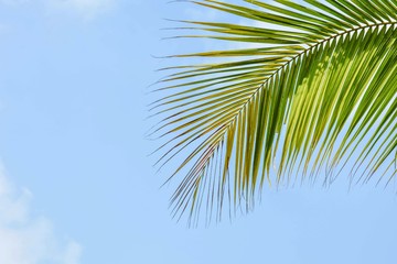 palm coconut leaves  on blue sky