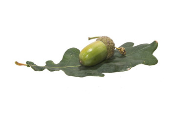 acorn isolated on white background