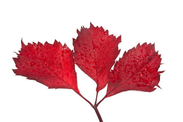 grape leaf isolated on white background