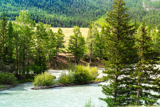 mountain river Chuja runs between coniferous forest and meadows