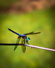 Blue dragonfly on wire