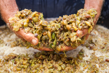 Grape harvest: Farmer's hands show white must 
