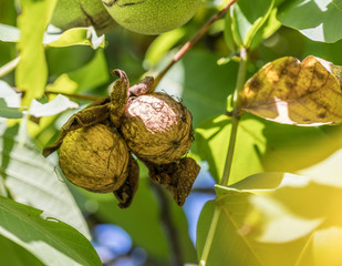 Walnut on the branch of the walnut tree falls out of the shell.