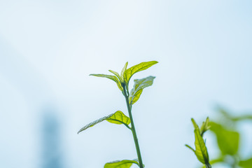 Close up fresh leaf in morning sunlight on blurred greenery background