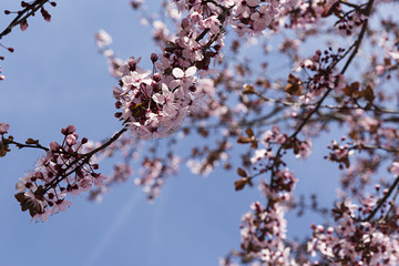 Ramas de almendro rosa en flor.