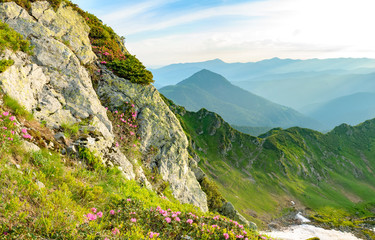 Blossom on rhododendron on rock in mountains