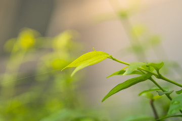 Close up fresh leaf in morning sunlight on blurred greenery background