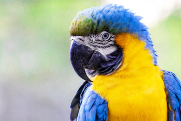 Arara Canindé - Macaw Parrot