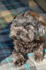 spray mist puppy dog