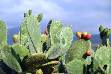 Fototapeta na wymiar idyllic landscape on sardinia with cactus plants and blue sky, fruits of Opuntia ficus-indica a species of cactus of sardinia