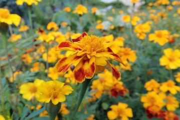 Close-up of Marigold flower Tagetes erecta