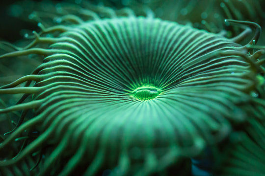 blur green big round coral background