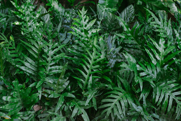 Green background concepts.jungle leaf close up