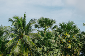 Fototapeta na wymiar Coconut or plam tree