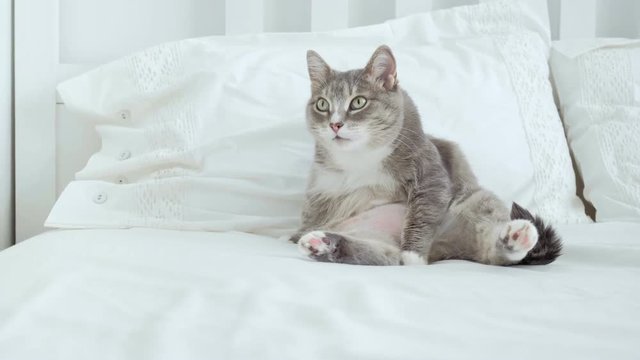 Cute cat licking itself and sitting next to the digital tablet PC.
