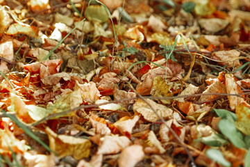 Colorful autumn leaves with forest blurred background. selective focus