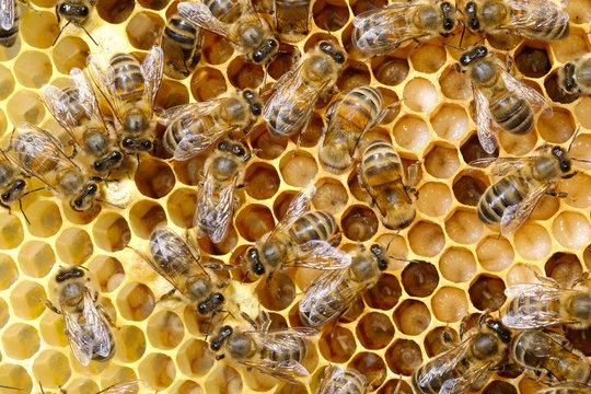 Alvéole d'abeilles et larves