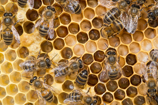 Alv&eacute;ole d'abeilles et larves