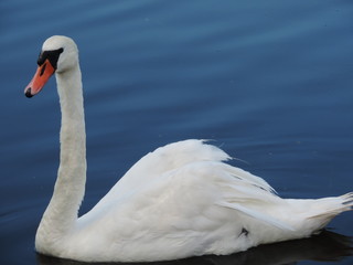 swan on lake