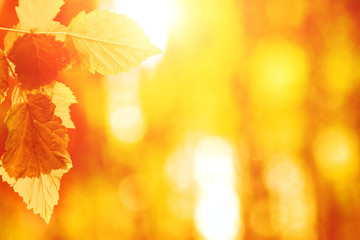 Naklejka na ściany i meble Autumn leaves in the sun. Autumn, yellow, blurred background. copy space