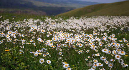 Alpine meadow with blossoming daisies