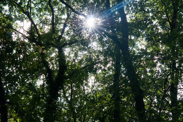 Fototapeta premium nature foret soleil