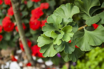 Green leaves of medicine herb ginkgo biloba
