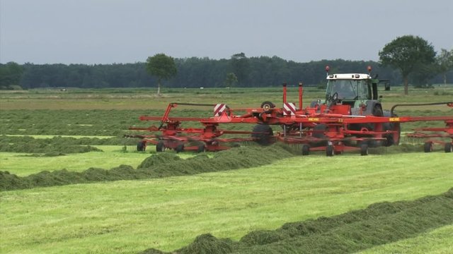 Farmer haying in grassland - collects cut hay into windrows for later collection.