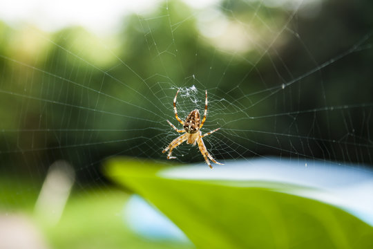 Photography of a spider in wild on spider's web.

