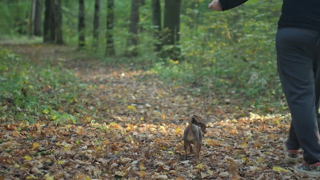 the girl walks in the woods with two small dogs.